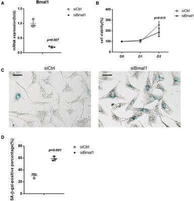 The circadian clock component BMAL1 regulates osteogenesis in osseointegration